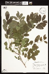 Robinia pseudoacacia image
