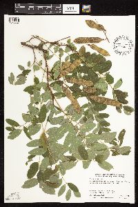 Robinia pseudoacacia image