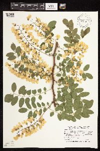 Robinia pseudoacacia image