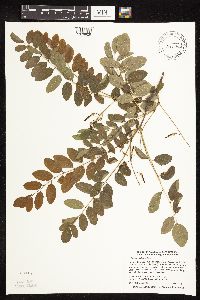 Robinia pseudoacacia image