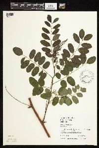 Robinia pseudoacacia image