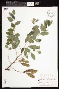 Robinia pseudoacacia image