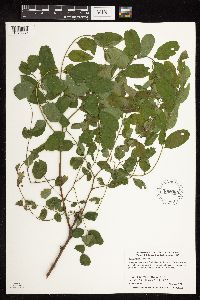 Robinia pseudoacacia image