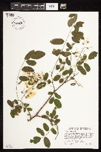 Robinia pseudoacacia image