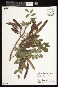 Robinia pseudoacacia image