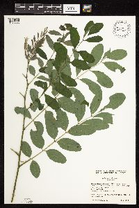 Robinia pseudoacacia image