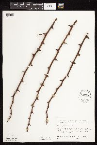 Robinia pseudoacacia image