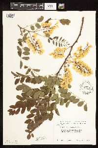 Robinia pseudoacacia image