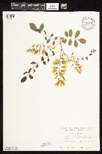 Robinia pseudoacacia image