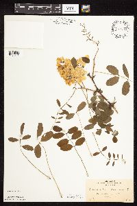 Robinia pseudoacacia image