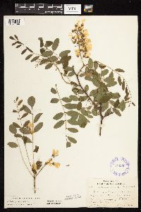 Robinia pseudoacacia image