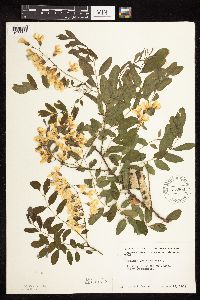 Robinia pseudoacacia image