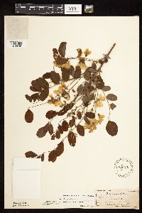 Robinia pseudoacacia image