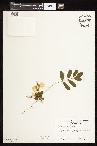 Robinia pseudoacacia image