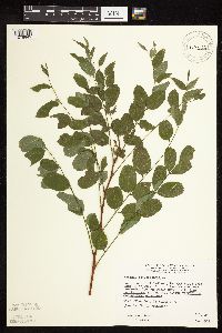 Robinia pseudoacacia image