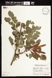 Robinia pseudoacacia image