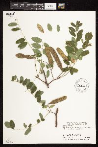 Robinia pseudoacacia image