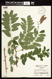 Robinia pseudoacacia image