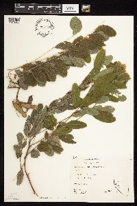 Robinia pseudoacacia image