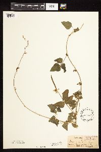 Strophostyles helvola image