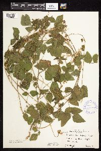 Strophostyles helvola image