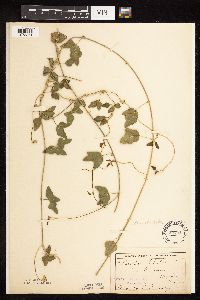 Strophostyles helvola image