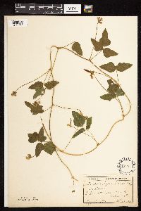 Strophostyles helvola image