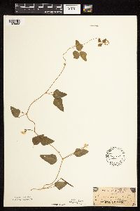 Strophostyles helvola image