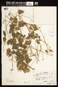 Media resource of Strophostyles helvola