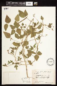 Strophostyles helvola image