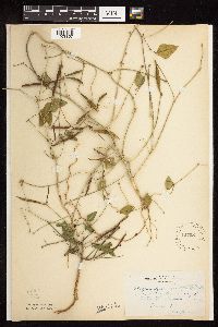 Strophostyles helvola image