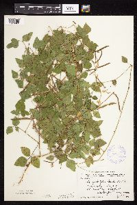 Strophostyles helvola image