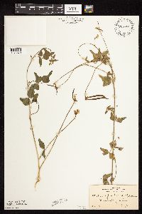 Strophostyles helvola image