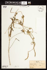 Strophostyles helvola image