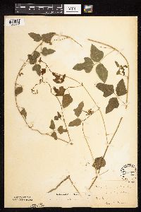 Strophostyles helvola image