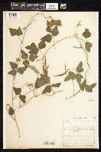 Strophostyles helvola image