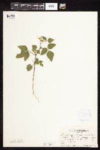 Strophostyles helvola image