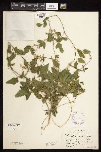 Strophostyles helvola image