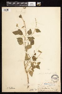 Strophostyles helvola image