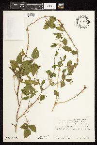 Strophostyles helvola image