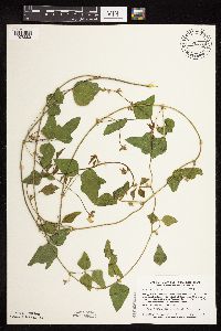 Strophostyles helvola image