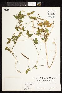 Strophostyles helvola image