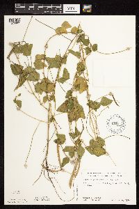 Strophostyles helvola image