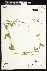 Image Associated With the Occurrence