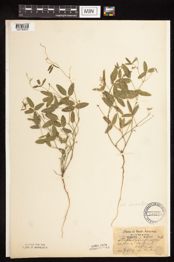 Strophostyles leiosperma image