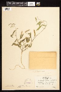 Image of Strophostyles leiosperma