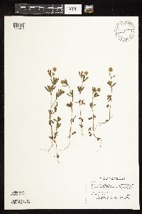 Trifolium arvense image