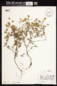 Trifolium arvense image