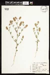 Trifolium arvense image