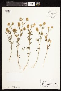 Trifolium arvense image